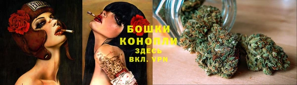 индика Новозыбков