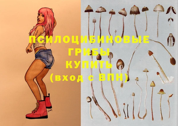 индика Новозыбков
